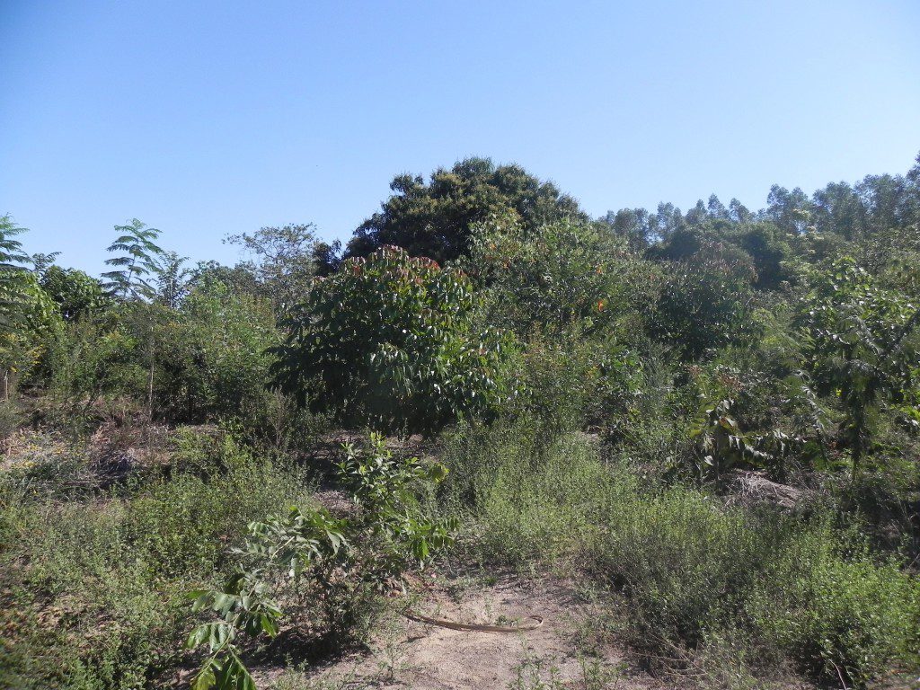 Área com cerca de um ano de plantio, restauração iniciada com plantio consorciado com adubação verde. 