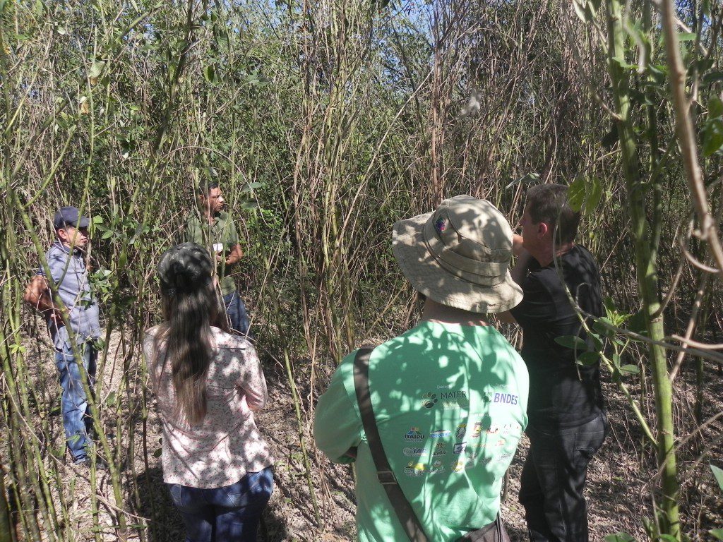 Visita à área de 140 hectares com plantio consorciado com adubação verde.