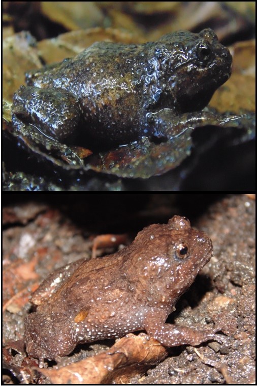 Exemplares adultos de C. bolitoglossus, uma espécie do gênero