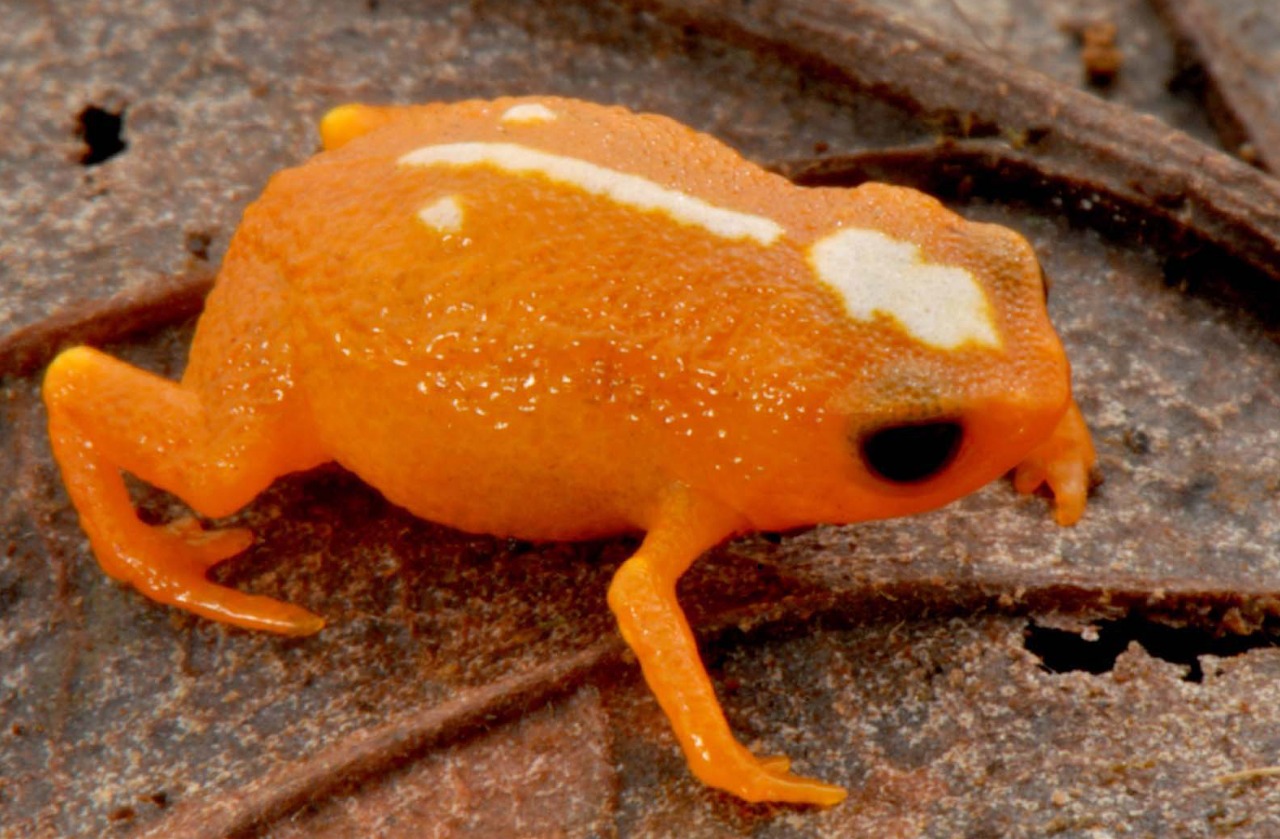 Sapinho descoberto por pesquisadores associados ao Mater Natura.