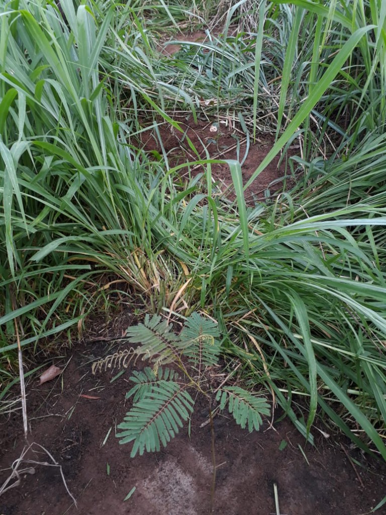 Restauração Ecológica PNIG