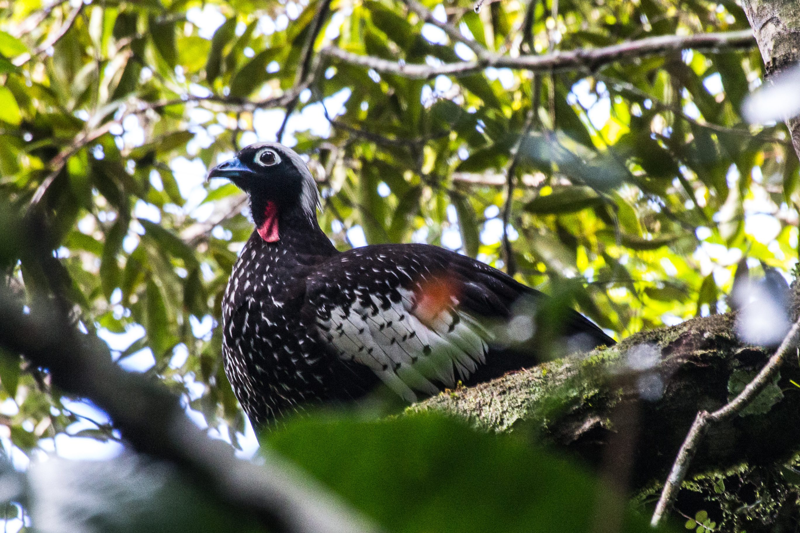 Aburria jacutinga - Foto: Tiago Machado de Souza
