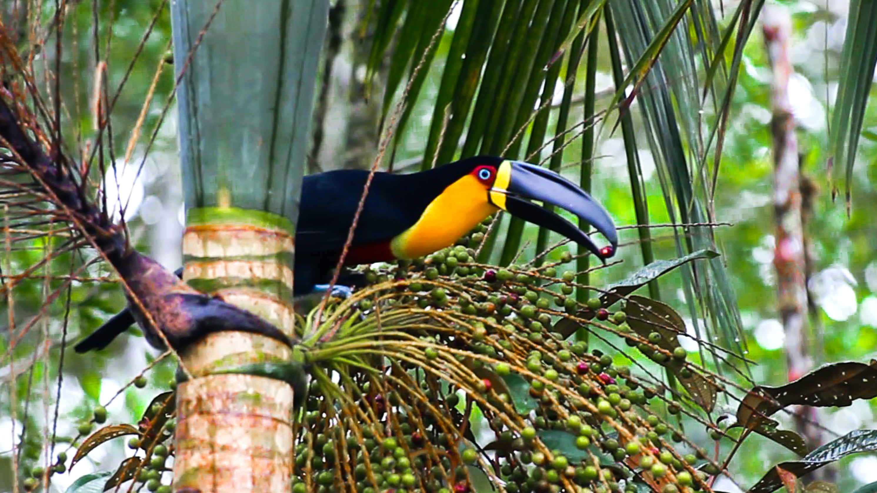 Ramphastos vitellinus, "tucano - de - bico - preto". Foto: Tiago Machado de Souza