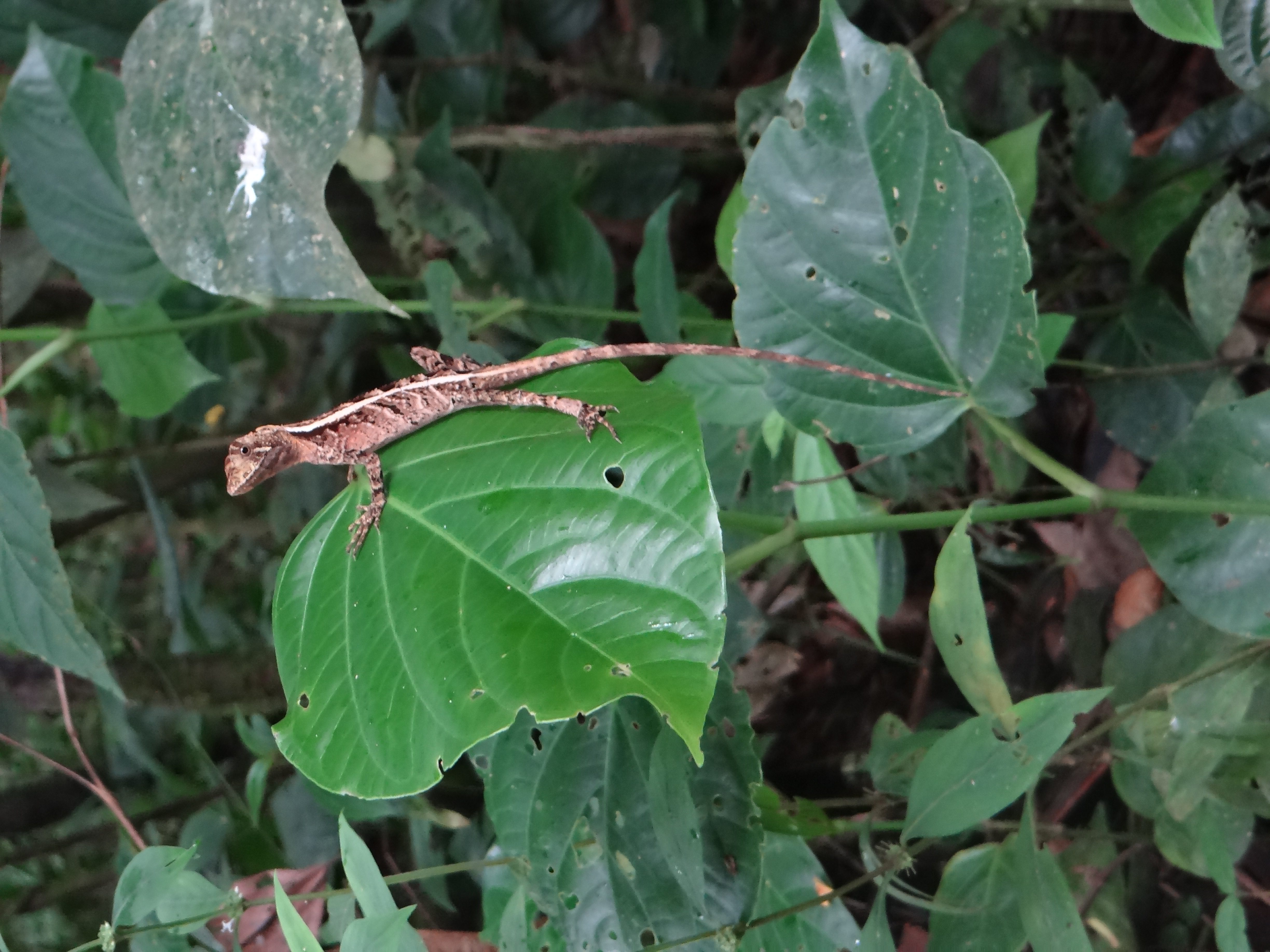 Avistamento de fauna durante a visita técnica.