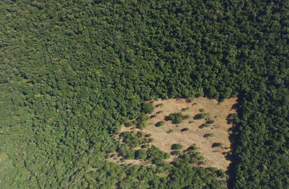 Vista da área onde será realizado o plantio.