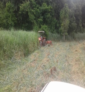Gradagem do colonião na área a ser restaurada.