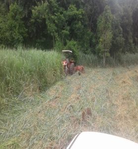 Gradagem do colonião na área a ser restaurada.