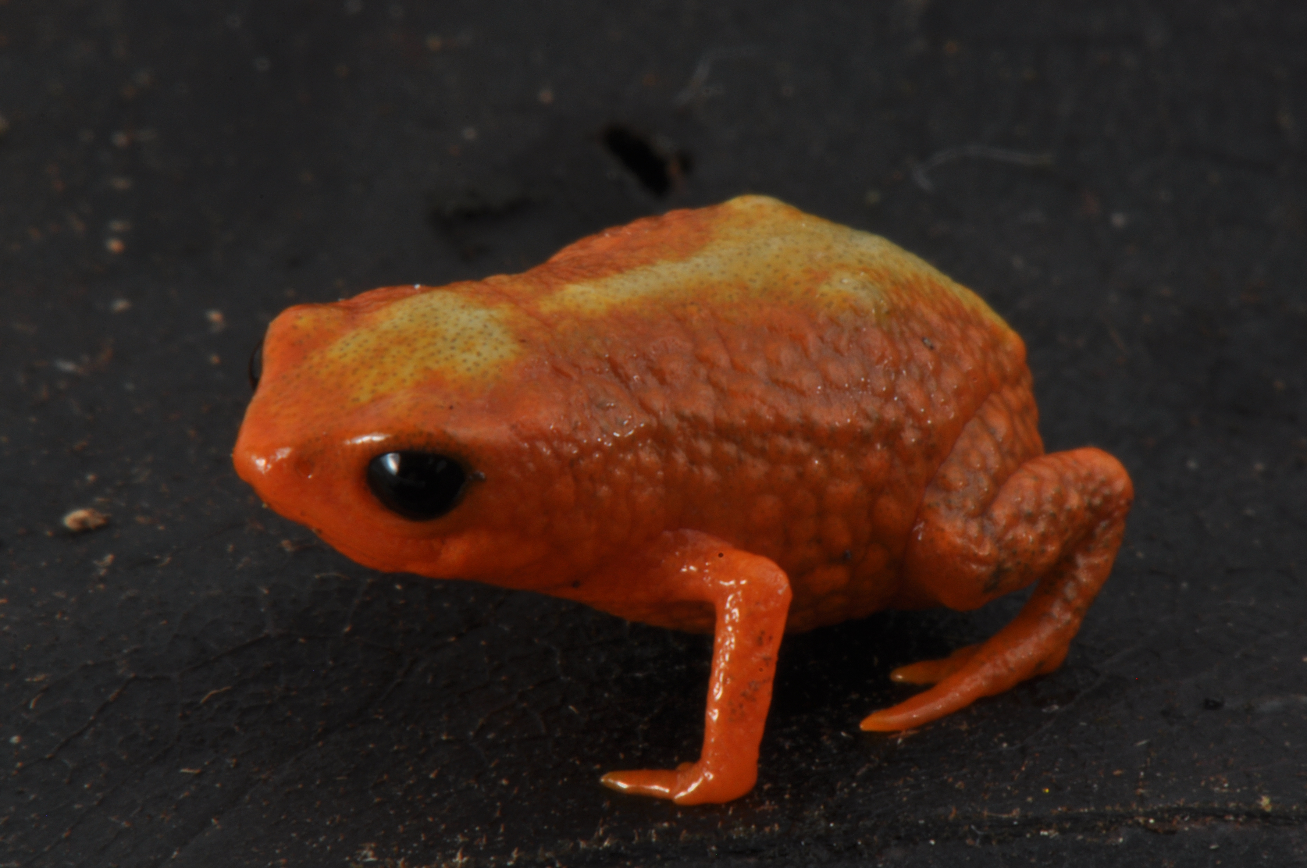 Brachycephalus sp. Foto: Luiz Fernando Ribeiro