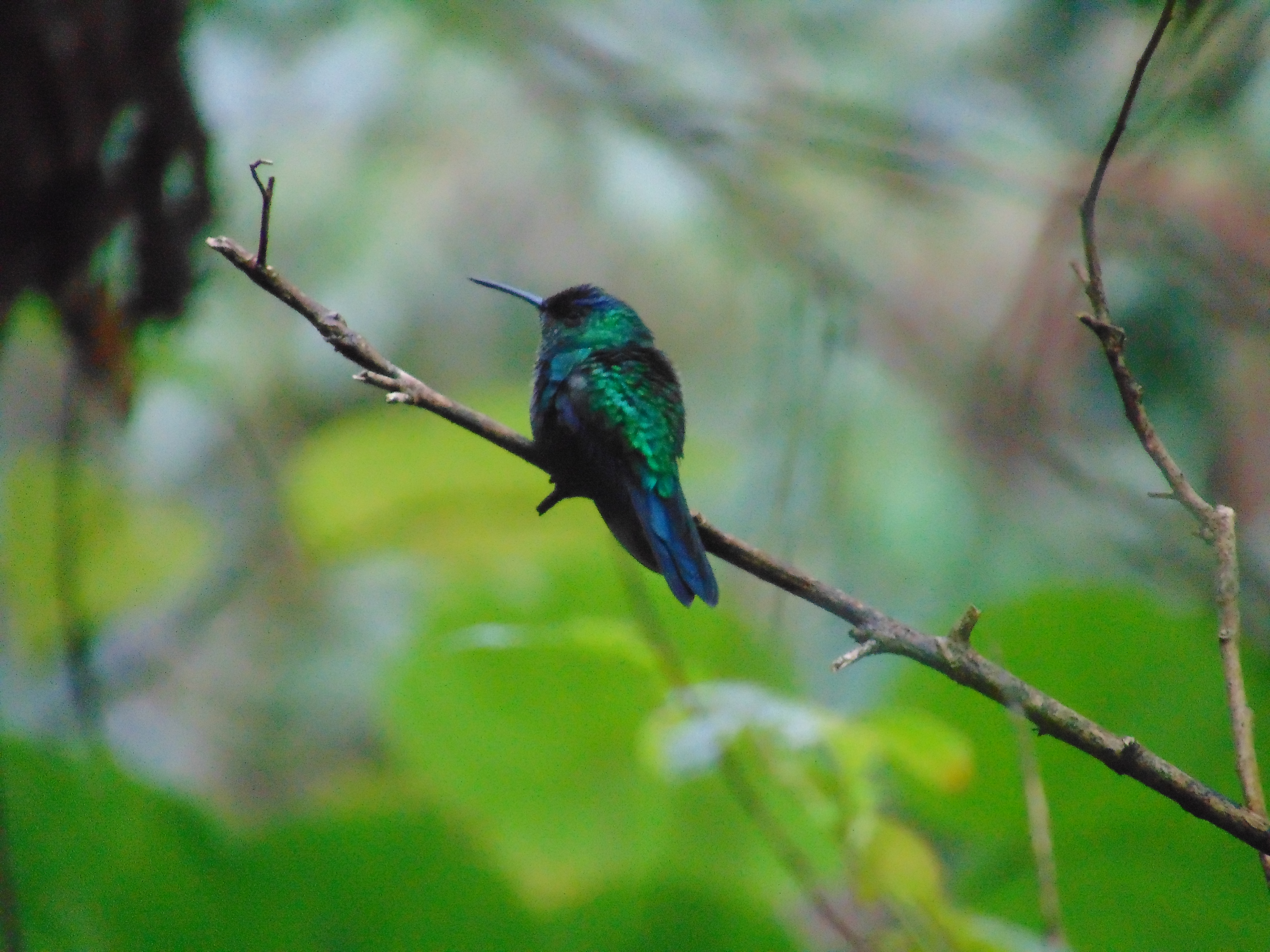Beija-flor na Mata Atlântica.