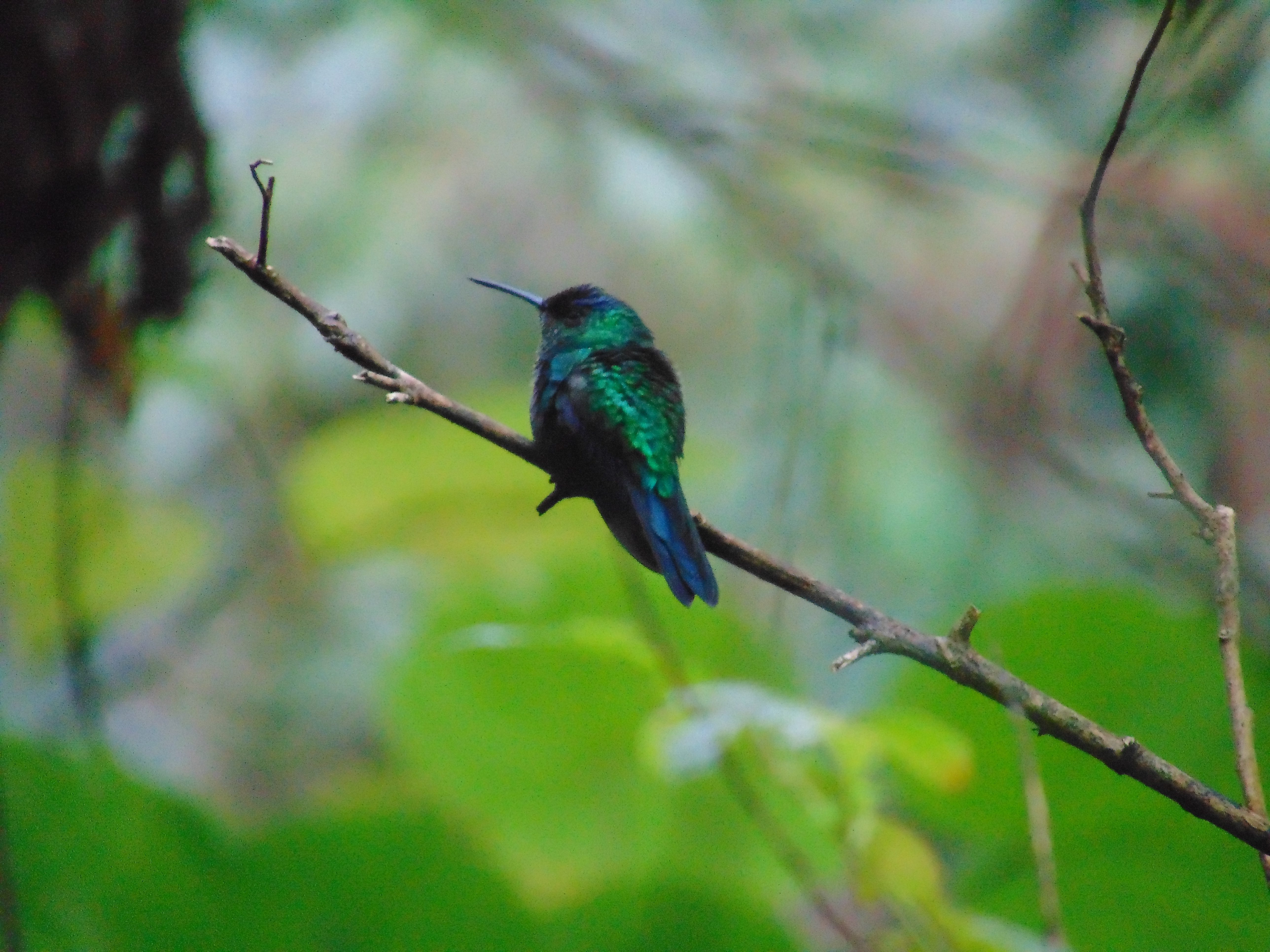 Beija-flor na Mata Atlântica.