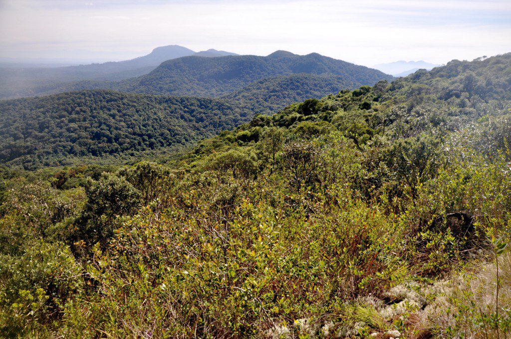 Figura 1. Serra da Baitaca (Quatro Barras, PR), onde foi efetuado novo registro de uma espécie de sapinho da montanha até então conhecido somente na localidade do Recreio da Serra (Piraquara, PR). Foto: Luiz Fernando Ribeiro.
