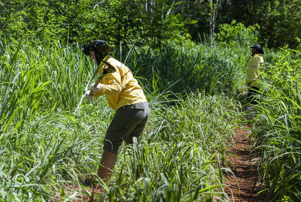 Brigadista durante atividade de manutenção no Parque Nacional do Iguaçu.
