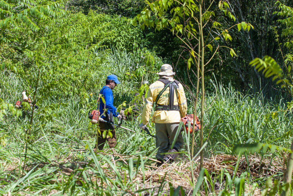 Manutenção na área de plantio das espécies nativas na antiga fazenda Salinet.
