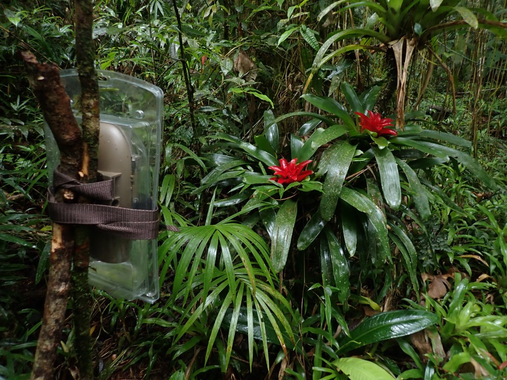 Câmera instalada para registro das interações com os beija-flores