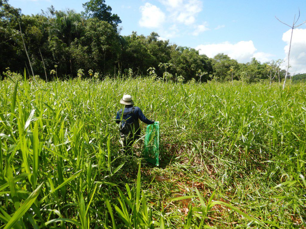 Área de várzea do rio Juquiá, próximo a Juquiá - SP, onde os pesquisadores estão mapeando e caracterizando os ambientes de ocorrência da espécie Campellolebias intermedius.
