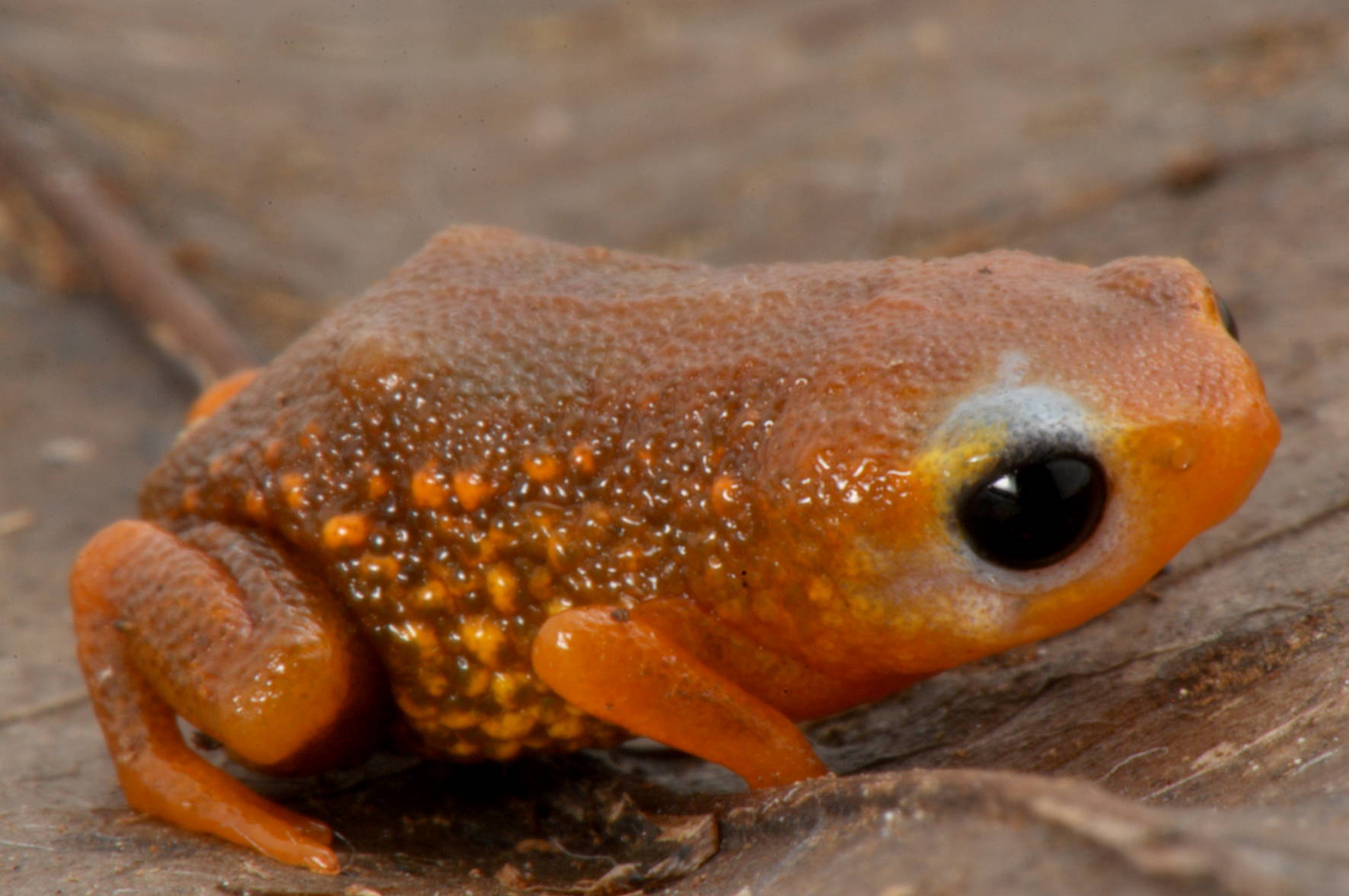 Figura 2. Brachycephalus tridactylus, registrado na região do sul de São Paulo e Paraná, com uma curiosa despigmentação na região do olho direito.