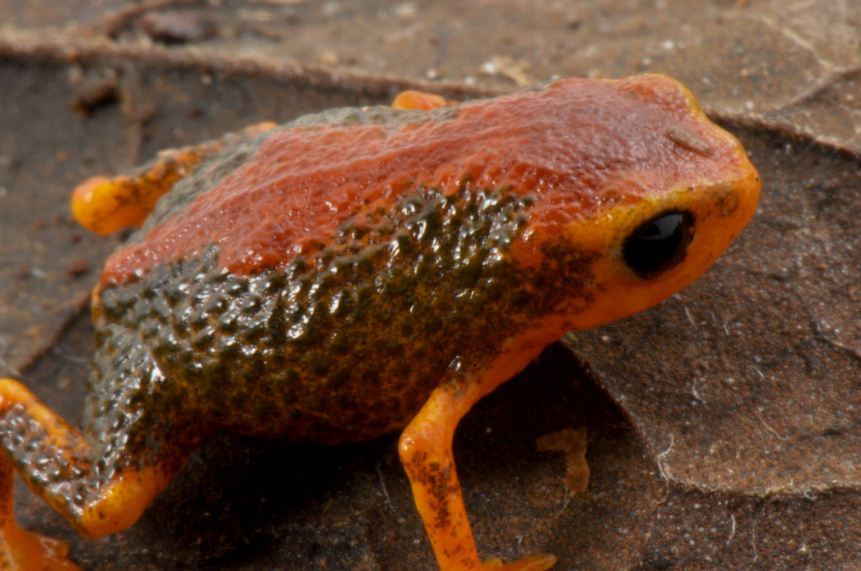 Figura 1.Brachycephalus coloratus, registrado pela primeira vez no Parque Estadual da Serra da Baitaca, município de Quatro Barras, Paraná.