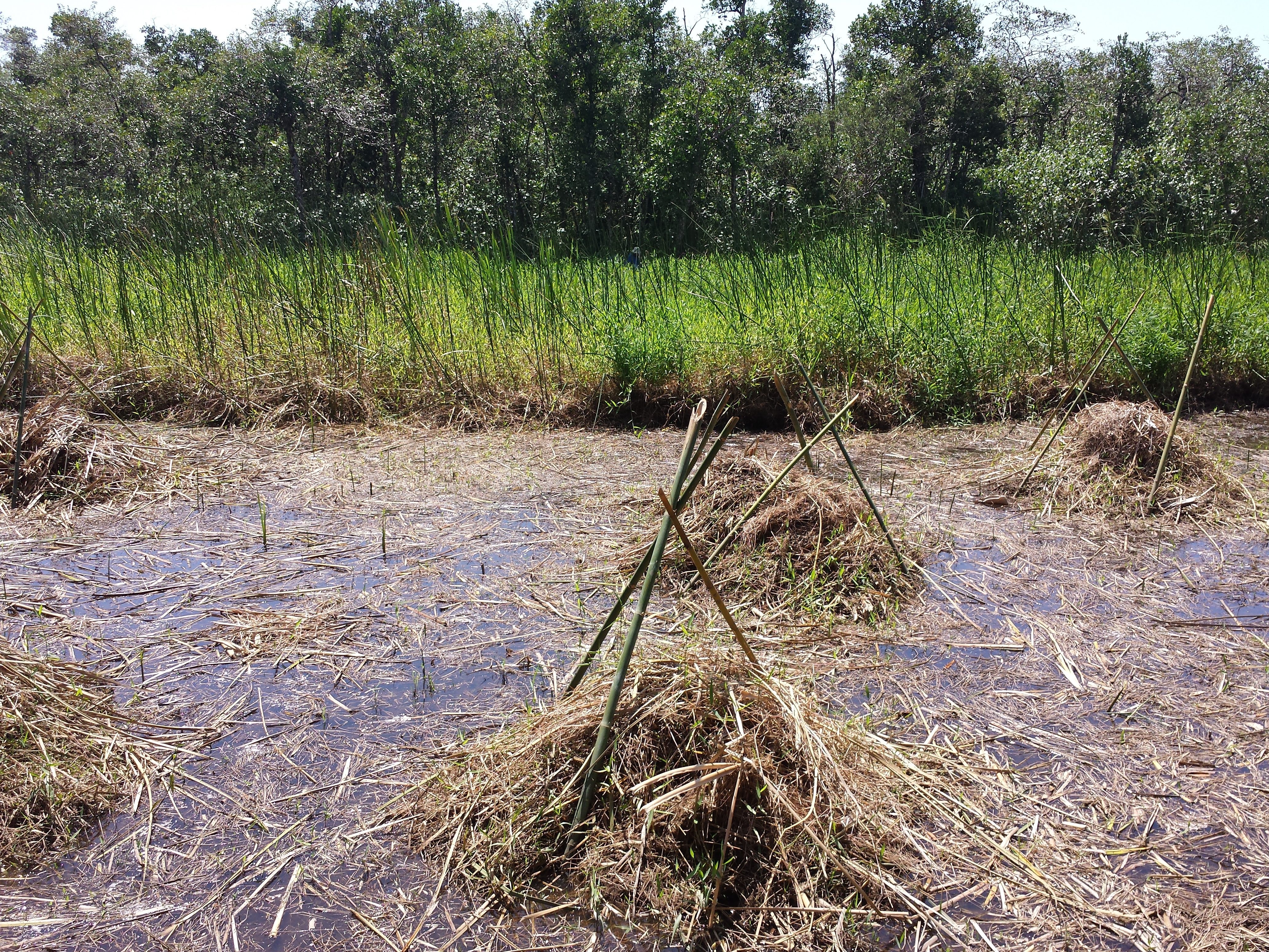 Figura 3. Manejo de uma área invadida pelas braquiárias-d'água logo após a roçada. Notem que há uma grande quantidade de biomassa roçada flutuando que ainda não está nas pilhas. Quando a maré desce, esse resto de vegetação é rastelado e preso nas pilhas para evitar que se espalhe. Ao fundo, tem-se um brejo invadido pelas braquiárias-d'água. Foto: Marcos R. Bornschein (2016).