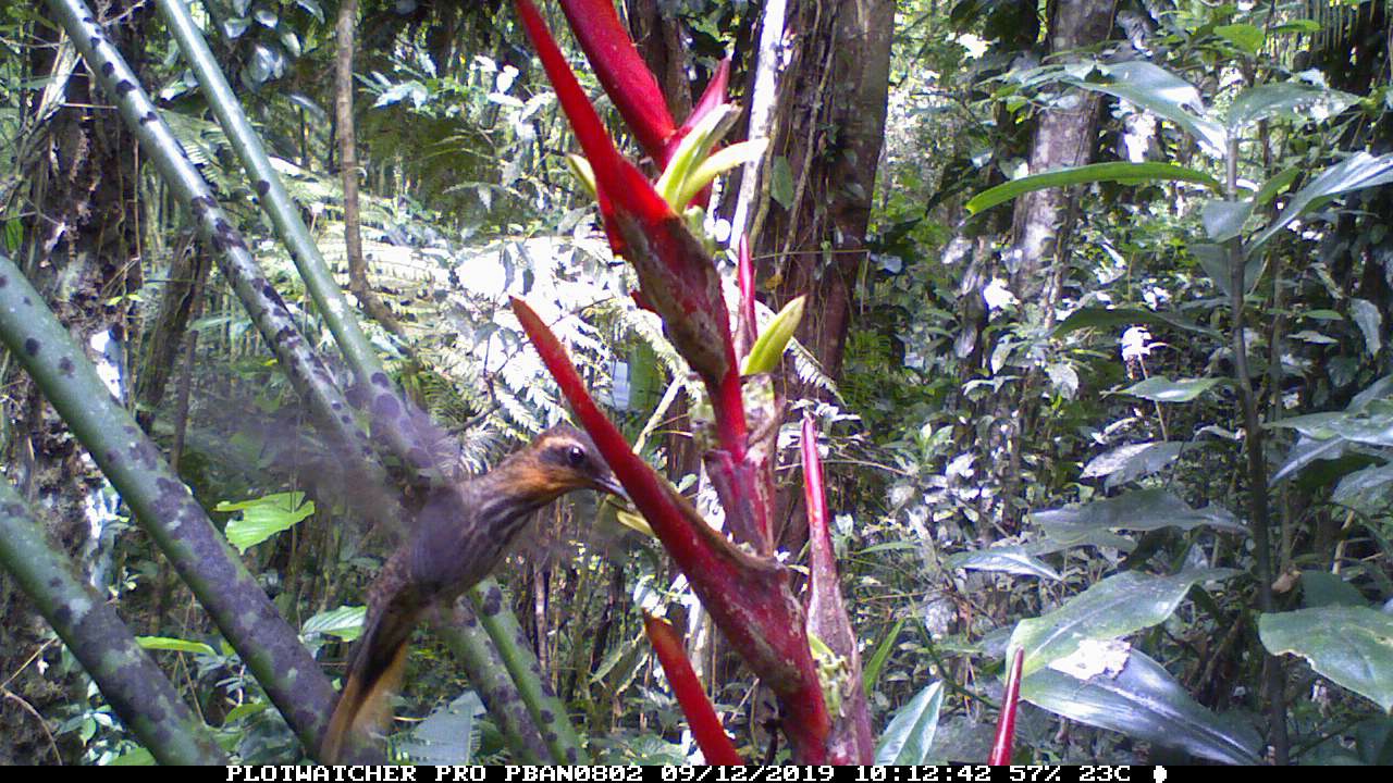 Registro de um Ramphodon naevius polinizando uma Heliconia sp.