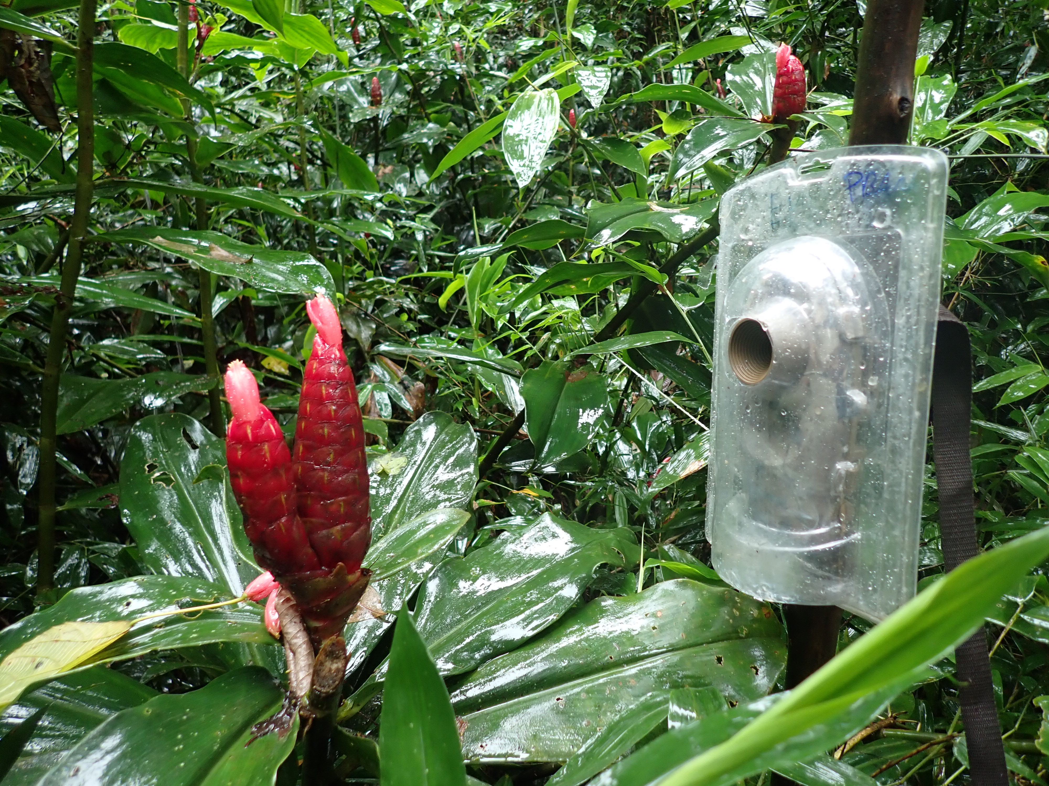 Posicionamento da câmera para registro das interações com os beija-flores.