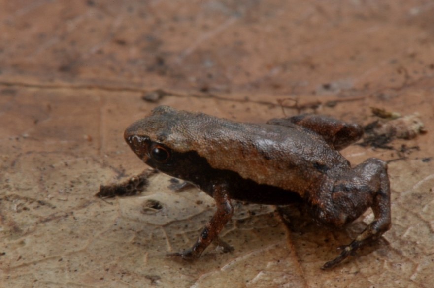 Brachycephalus hermogenesi, um sapo-pulga (foto de Luiz Fernando Ribeiro)