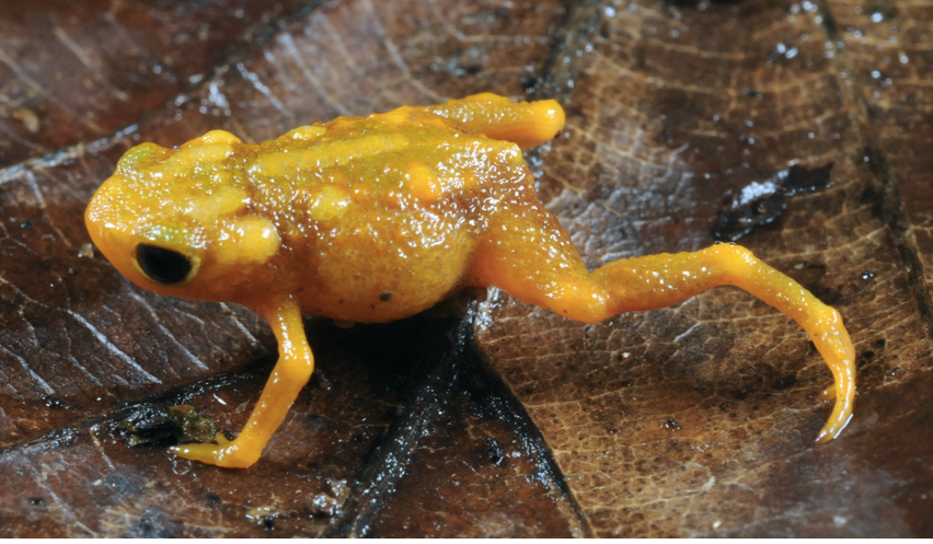 Brachycephalus bufonoides, um pingo-de-ouro (foto a partir de Folly et al. 2020, em Zootaxa 4819 (2): 265–294).