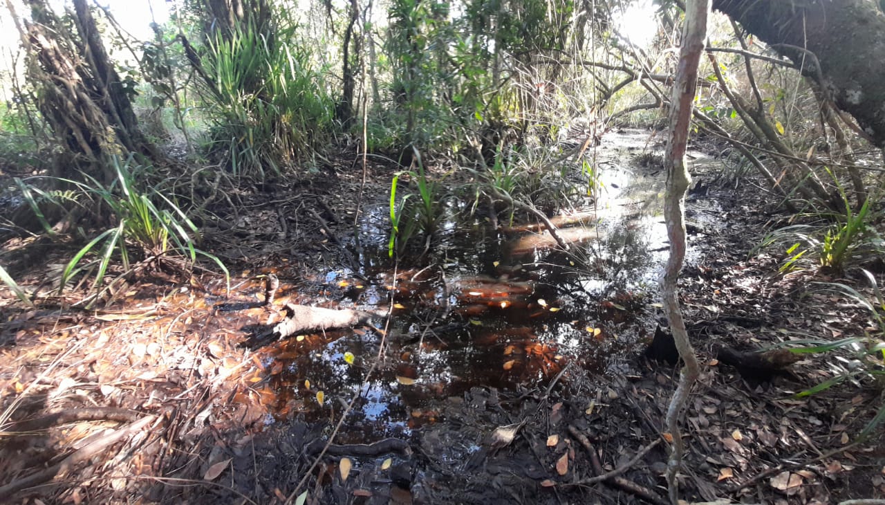 Figura 3 – Poça temporária localizada no interior de Mata de Restinga, em Iguape, no litoral sul do Estado de São Paulo (Créditos: Eduardo Omena Santinelli).