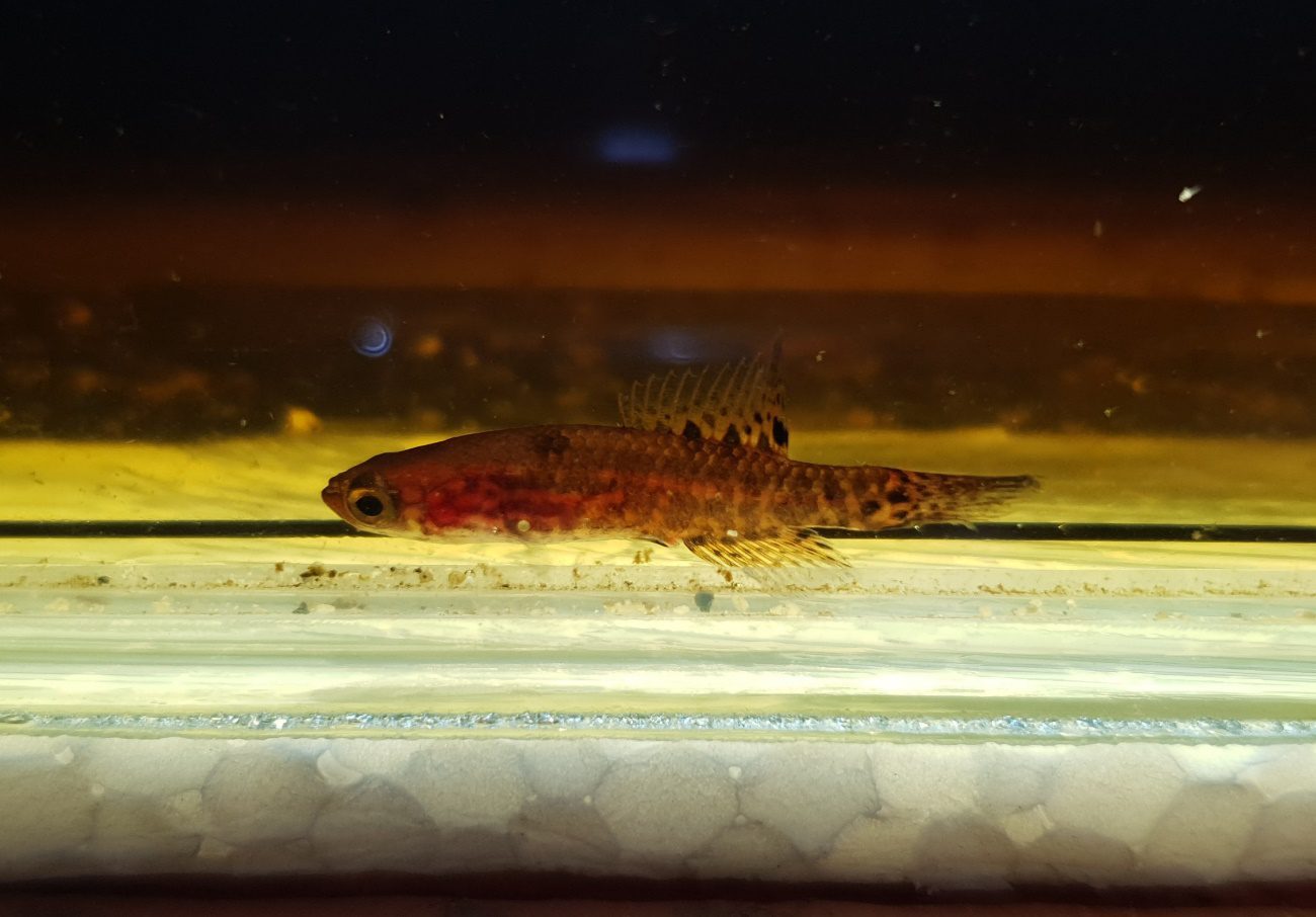 Figura 1 – Macho de Campellolebias dorsimaculatus, o peixe-anual-de-Iguape, em aquário de campo. (Créditos: Domingos Garrone Neto).