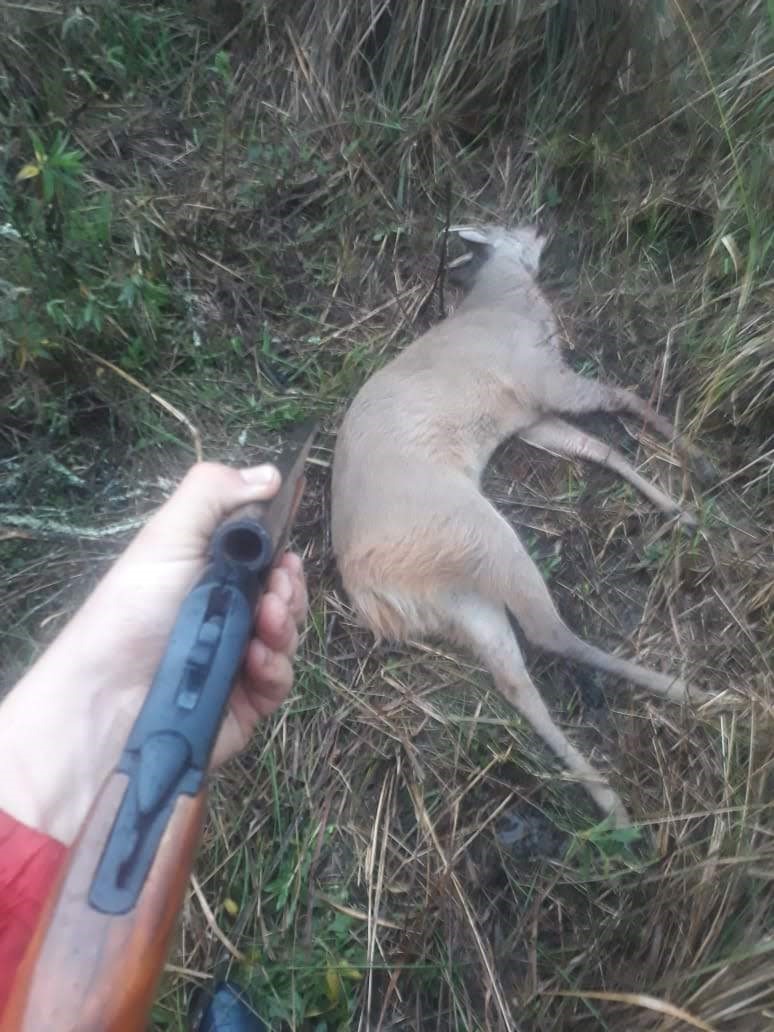 Crédito fotos: Rede de Proteção Ambiental e Animal - Repraas
