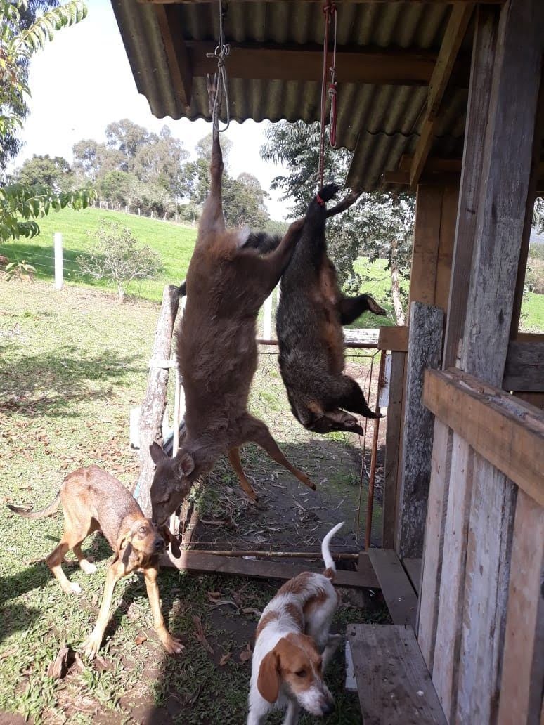 Crédito fotos: Rede de Proteção Ambiental e Animal - Repraas
