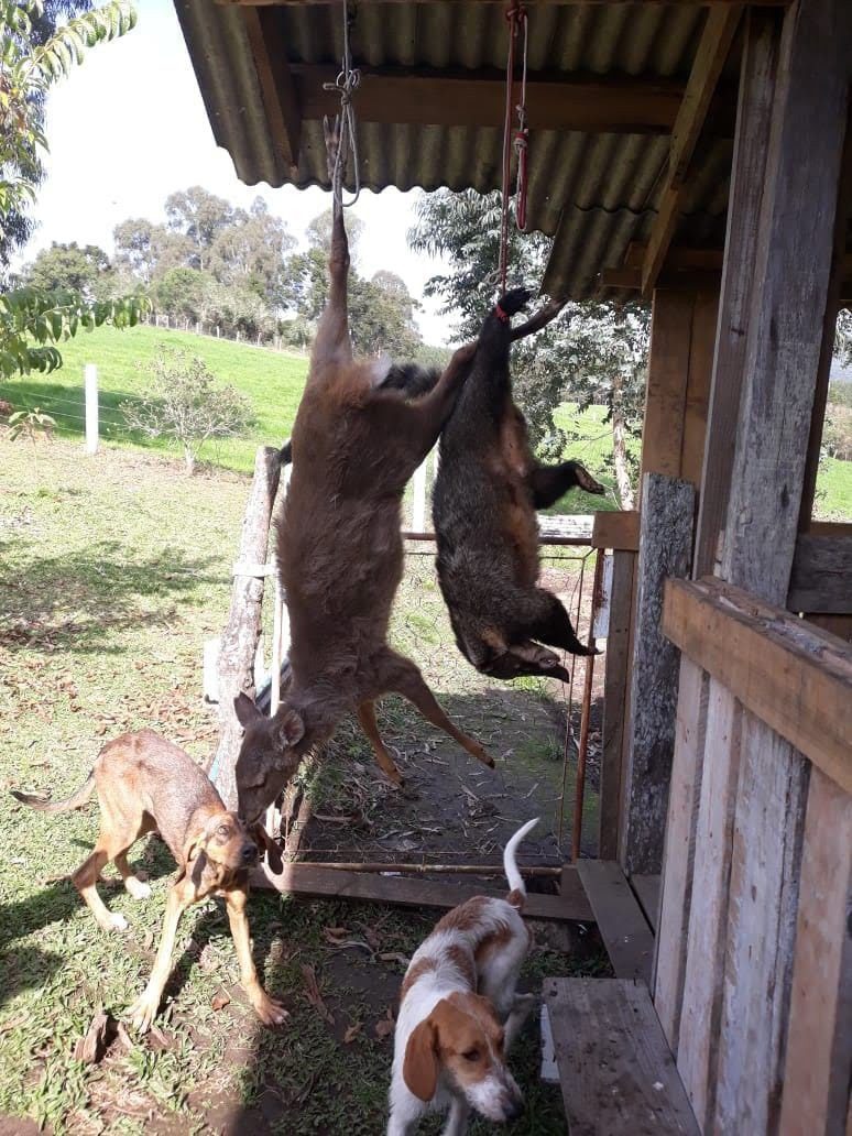 Crédito fotos: Rede de Proteção Ambiental e Animal - Repraas